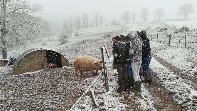 Visite élevage porcin