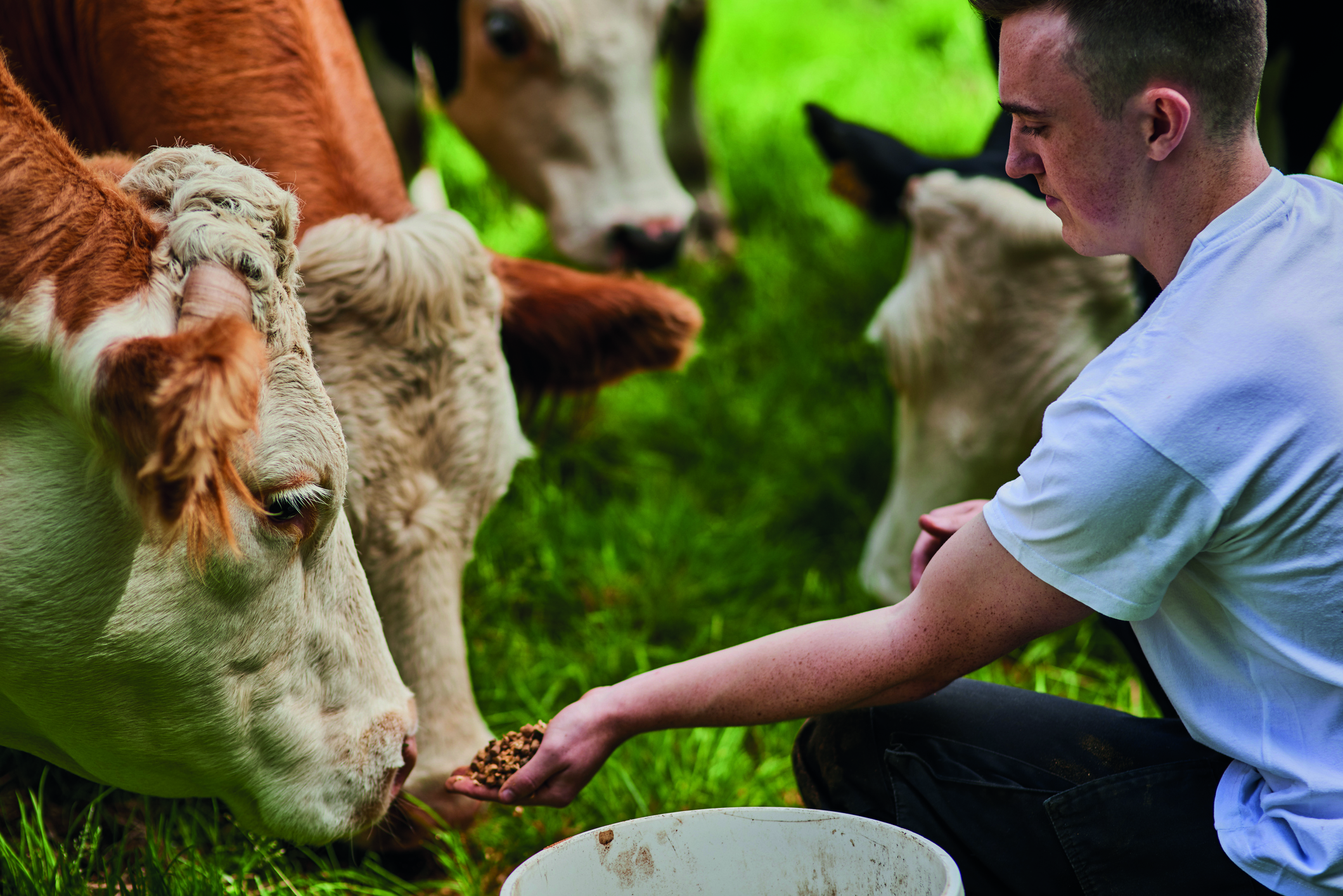 Homme qui donne &agrave; manger &agrave; une vache