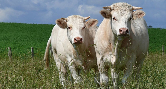 Secteur professionnel : Agriculture-Elevage