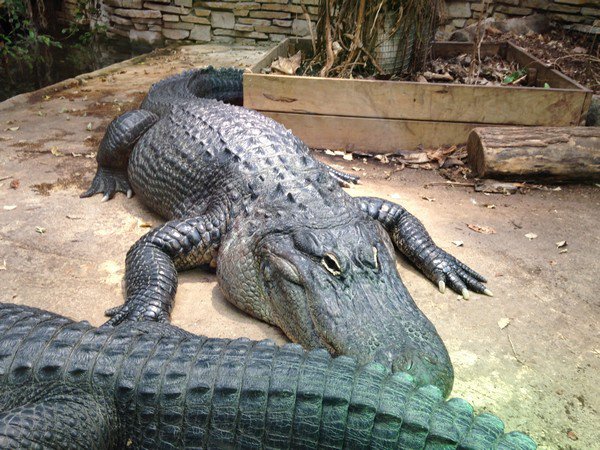 Zoo de Beauval