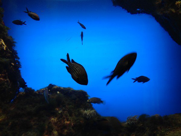 Aquarium de St Malo