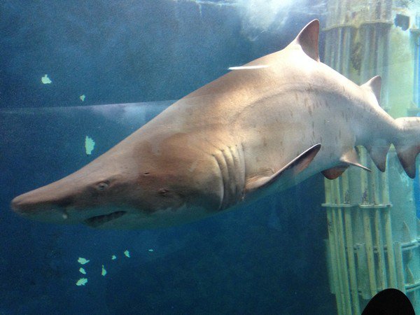 Aquarium de St Malo