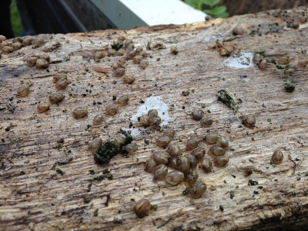 Elevage d'escargots