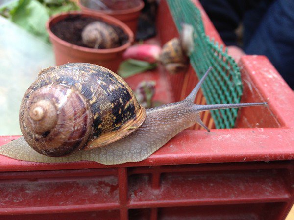 Elevage d'escargots